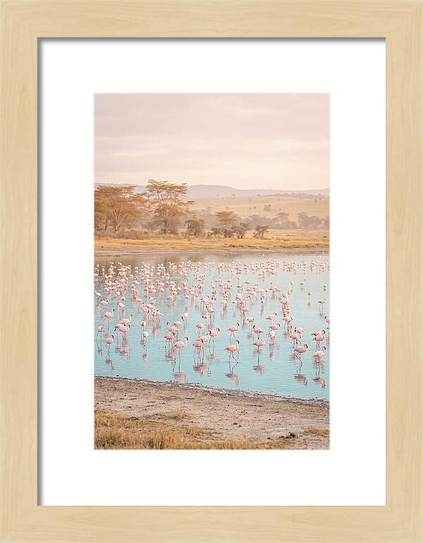 Graceful Flamingos At Lake Nakuru