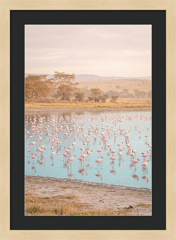 Graceful Flamingos At Lake Nakuru