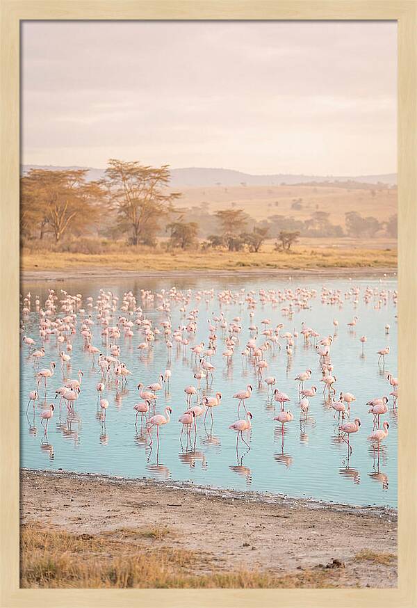 Graceful Flamingos At Lake Nakuru