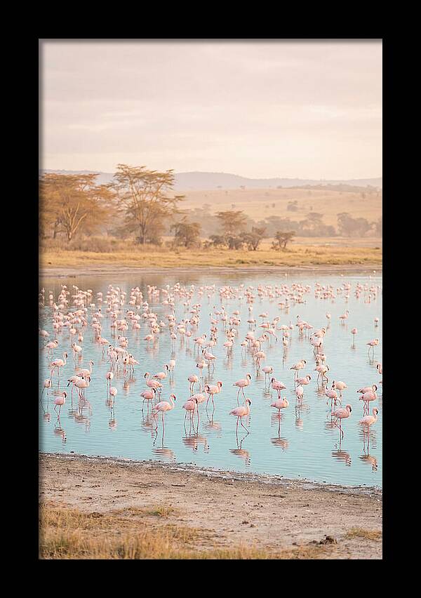 Graceful Flamingos At Lake Nakuru
