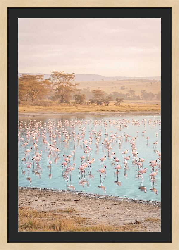 Graceful Flamingos At Lake Nakuru