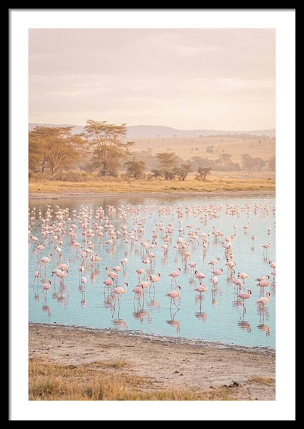 Graceful Flamingos At Lake Nakuru