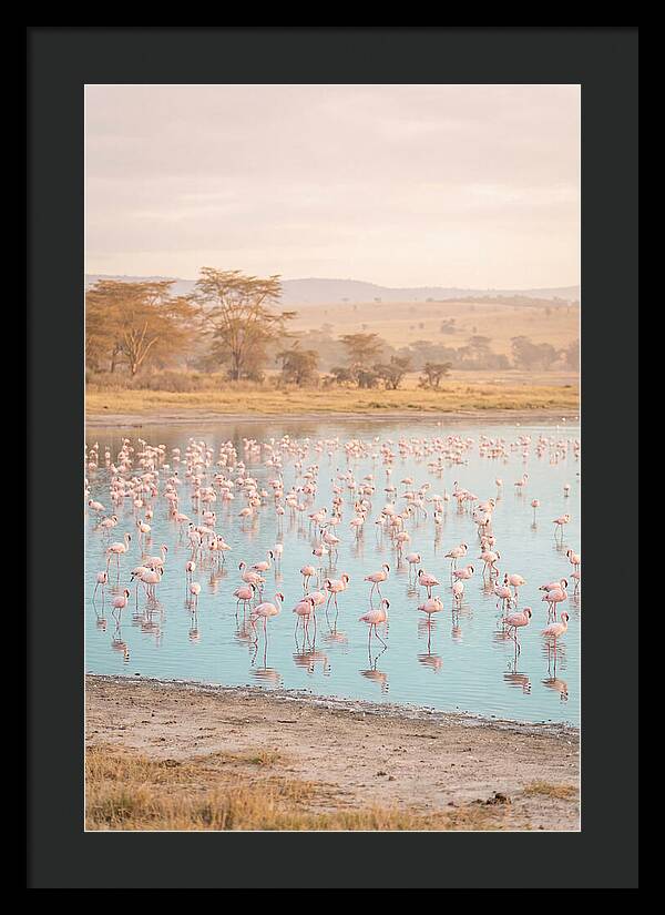 Graceful Flamingos At Lake Nakuru