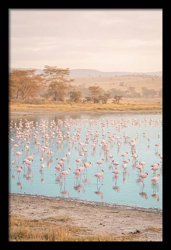 Graceful Flamingos At Lake Nakuru