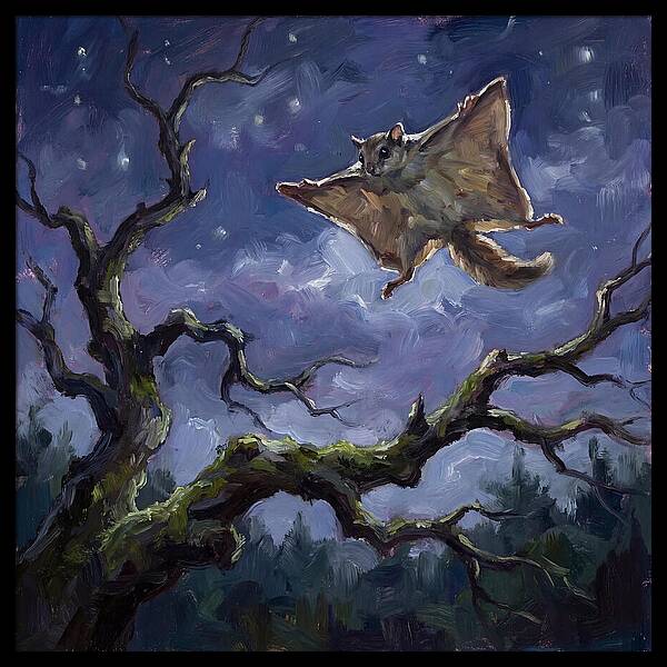 Graceful Glide Of The Flying Squirrel
