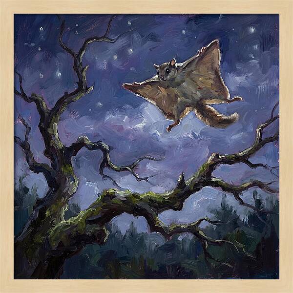 Graceful Glide Of The Flying Squirrel