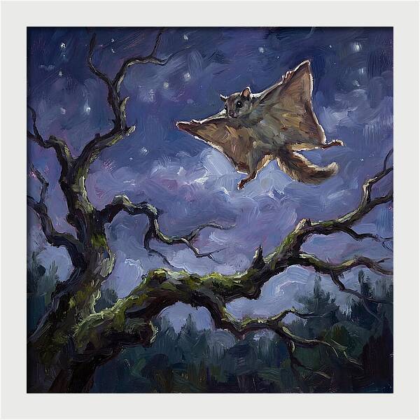 Graceful Glide Of The Flying Squirrel