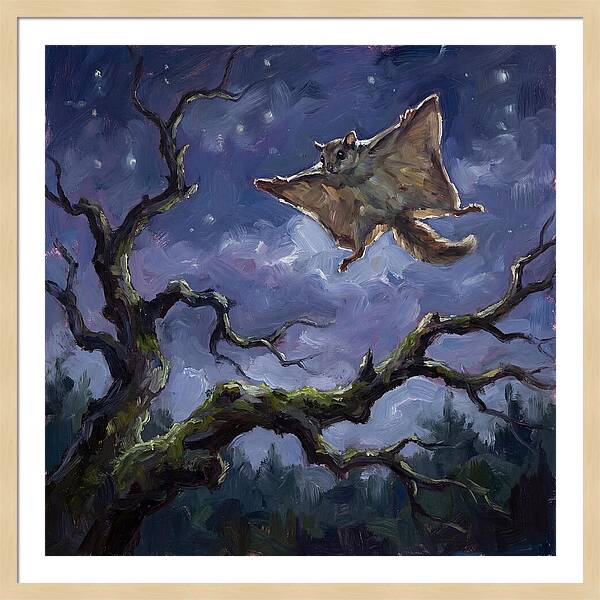 Graceful Glide Of The Flying Squirrel