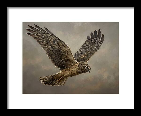 Graceful Harrier In Flight