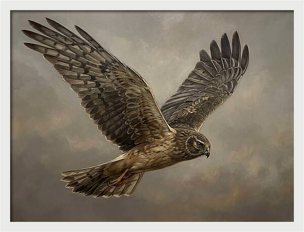 Graceful Harrier In Flight