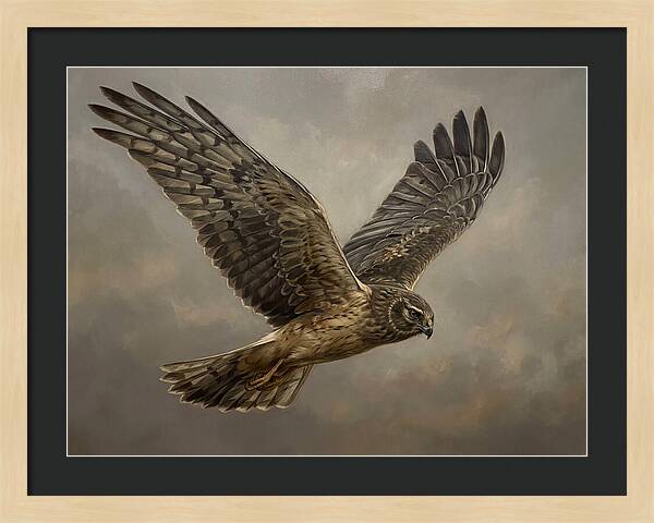 Graceful Harrier In Flight