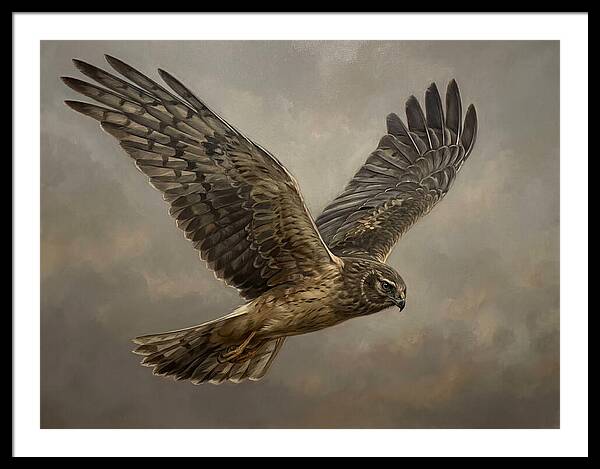 Graceful Harrier In Flight