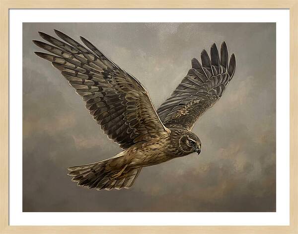Graceful Harrier In Flight