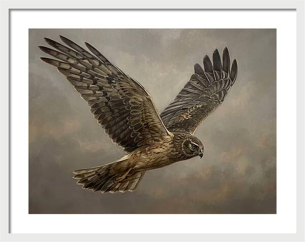 Graceful Harrier In Flight