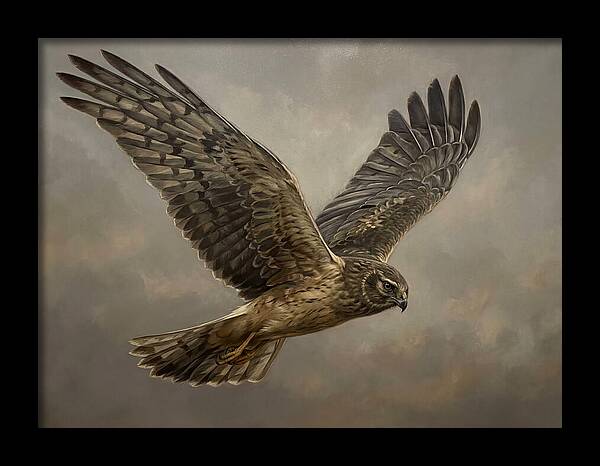 Graceful Harrier In Flight