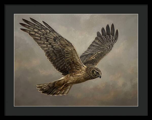 Graceful Harrier In Flight