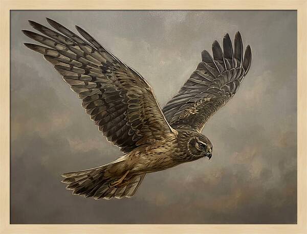 Graceful Harrier In Flight