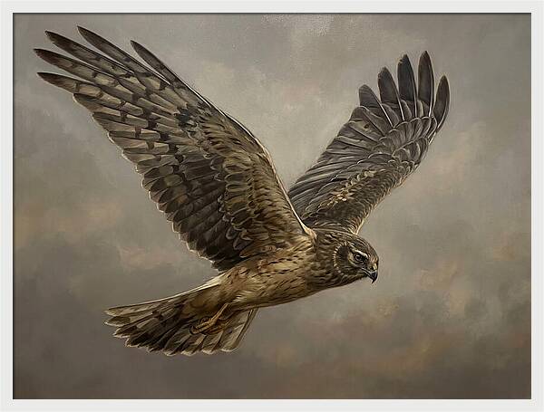 Graceful Harrier In Flight