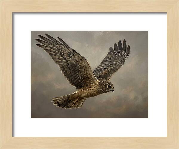 Graceful Harrier In Flight