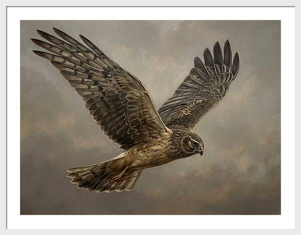 Graceful Harrier In Flight