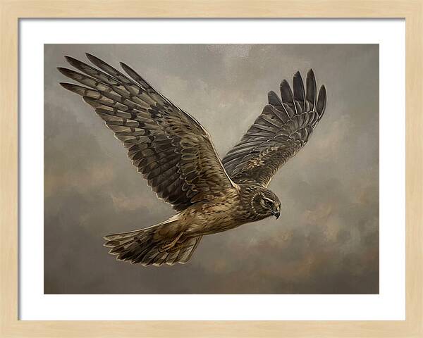 Graceful Harrier In Flight
