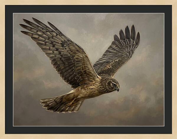 Graceful Harrier In Flight
