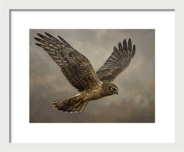 Graceful Harrier In Flight