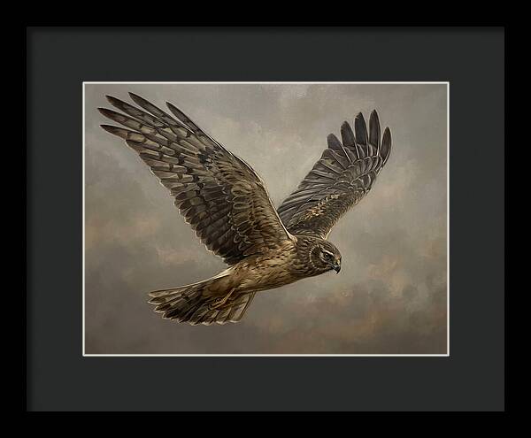 Graceful Harrier In Flight