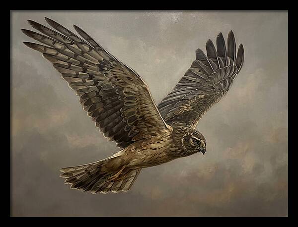 Graceful Harrier In Flight