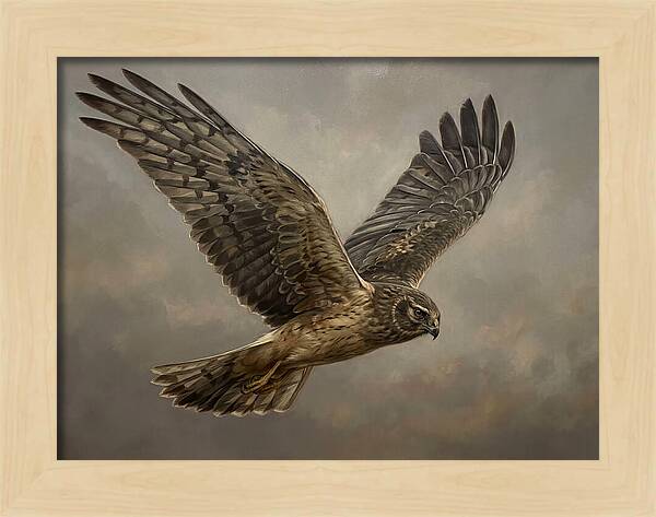 Graceful Harrier In Flight