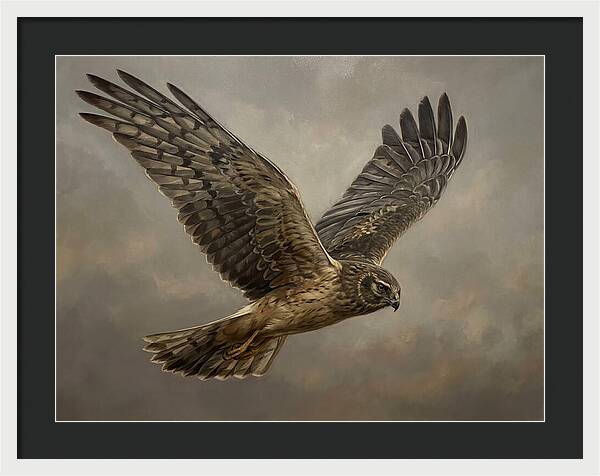 Graceful Harrier In Flight