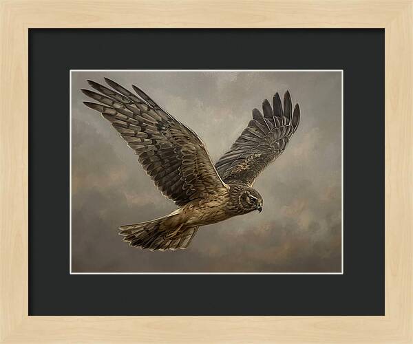 Graceful Harrier In Flight
