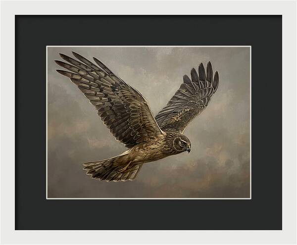 Graceful Harrier In Flight