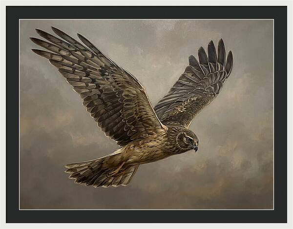 Graceful Harrier In Flight