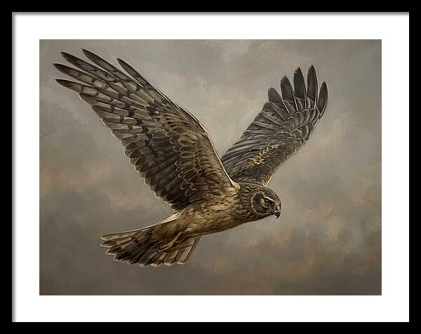 Graceful Harrier In Flight