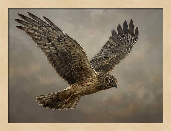 Graceful Harrier In Flight