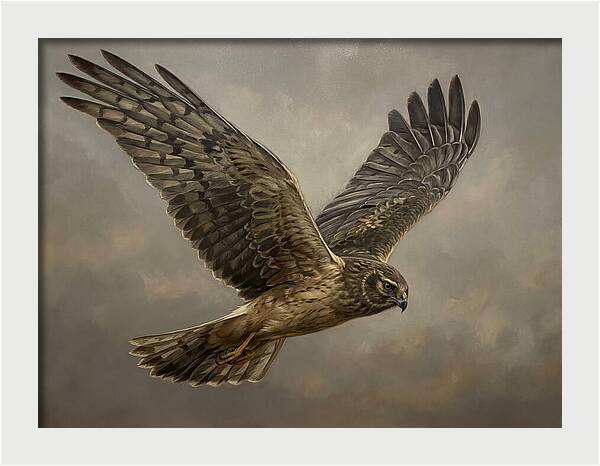 Graceful Harrier In Flight