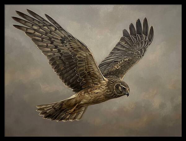 Graceful Harrier In Flight