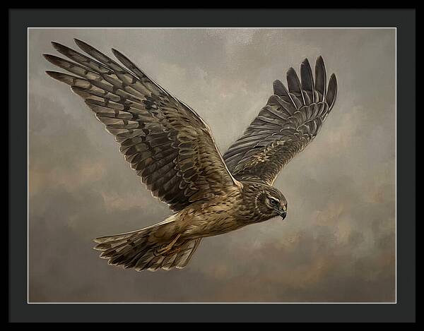 Graceful Harrier In Flight