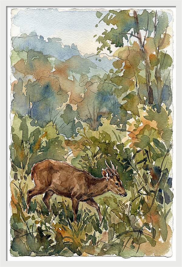 Graceful Hog Deer Amongst Foliage