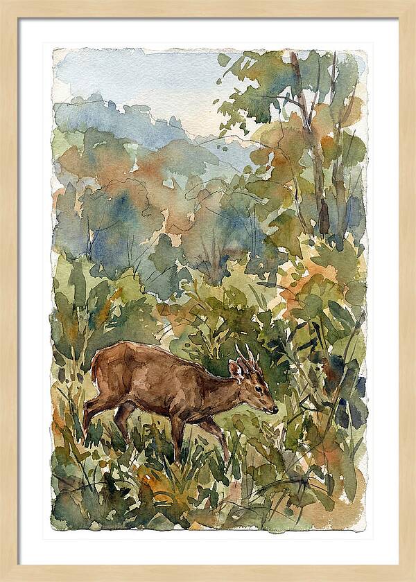 Graceful Hog Deer Amongst Foliage