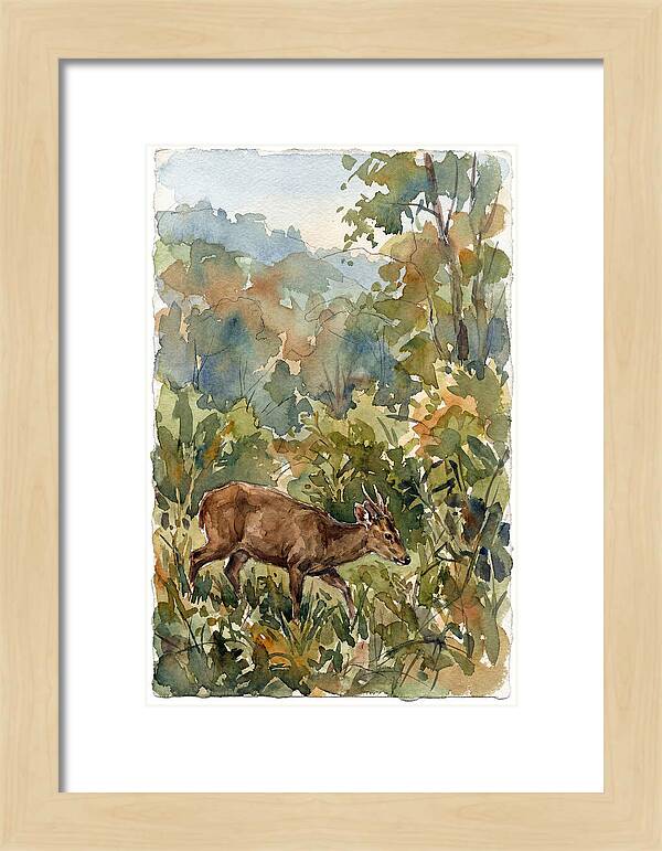 Graceful Hog Deer Amongst Foliage