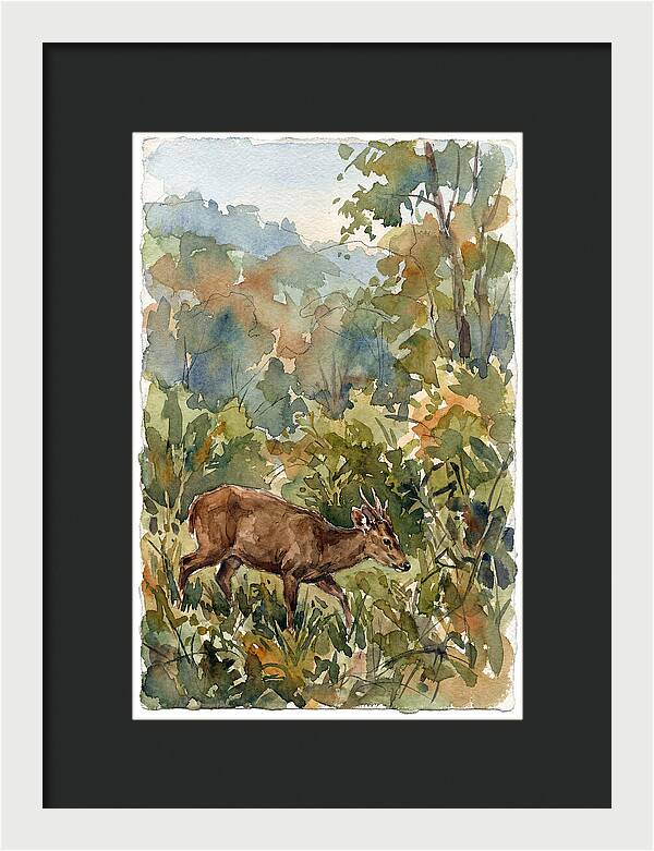 Graceful Hog Deer Amongst Foliage