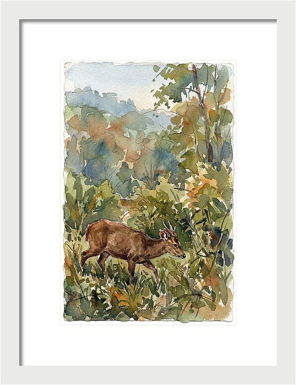 Graceful Hog Deer Amongst Foliage