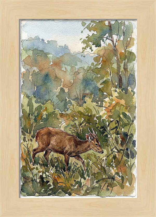 Graceful Hog Deer Amongst Foliage