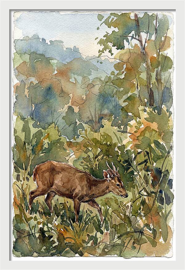 Graceful Hog Deer Amongst Foliage