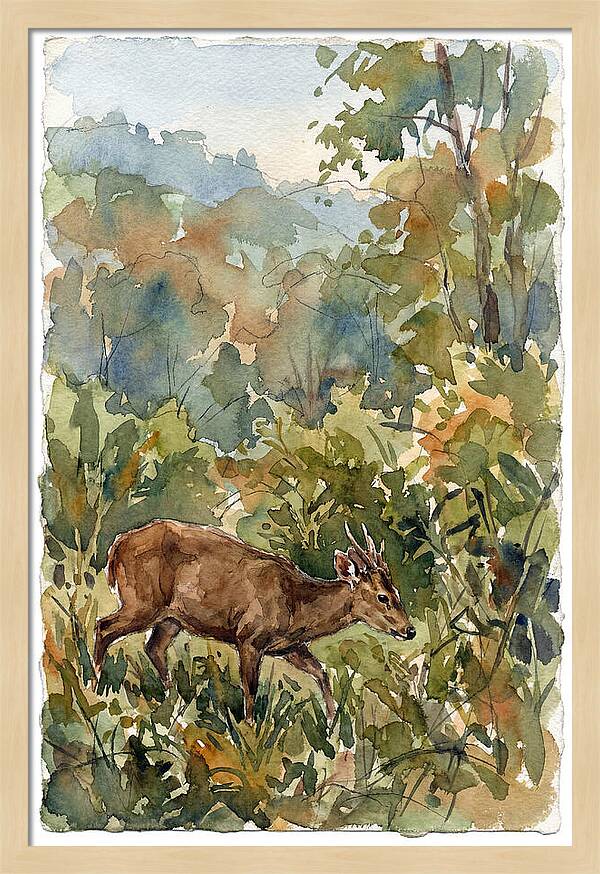 Graceful Hog Deer Amongst Foliage