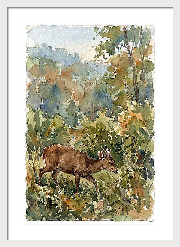 Graceful Hog Deer Amongst Foliage
