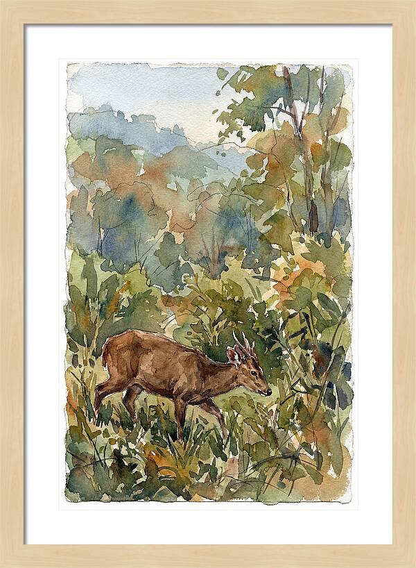 Graceful Hog Deer Amongst Foliage