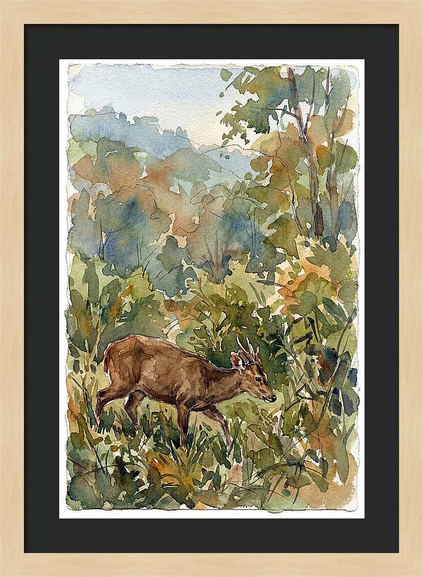 Graceful Hog Deer Amongst Foliage